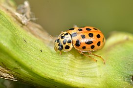 Anisosticta novemdecimpunctata