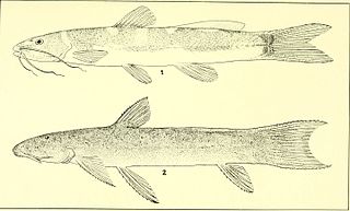 <i>Rhamdella</i> Genus of fishes