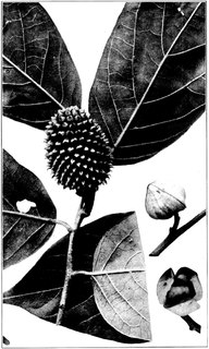 <i>Annona jahnii</i> Species of plant