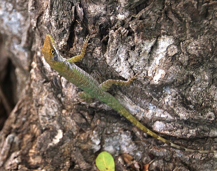 File:Anolis chlorocyanus 192375821.jpg