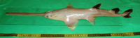 Knifetooth sawfish in 2014. Anoxypristis cuspidata.png