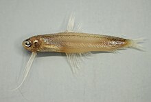 Antena codlet ( Bregmaceros atlanticus ).jpg