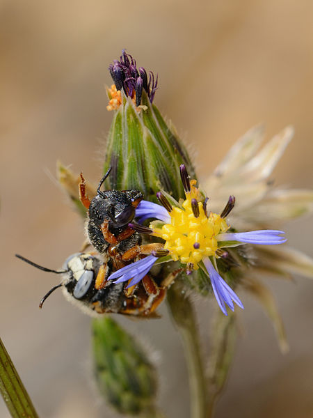 File:Anthidium auritum copulation 2.jpg