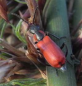 Anthocomus rufus