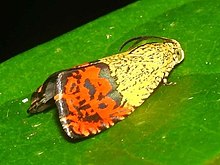 Anthozela hilaris.jpg