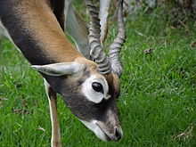 Blackbuck prefer grass Antilope cervicapra 04.JPG