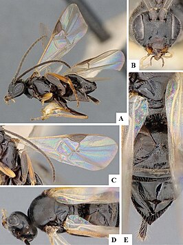 Apanteles feltiae