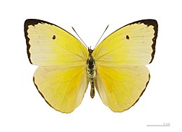 Aphrissa statira