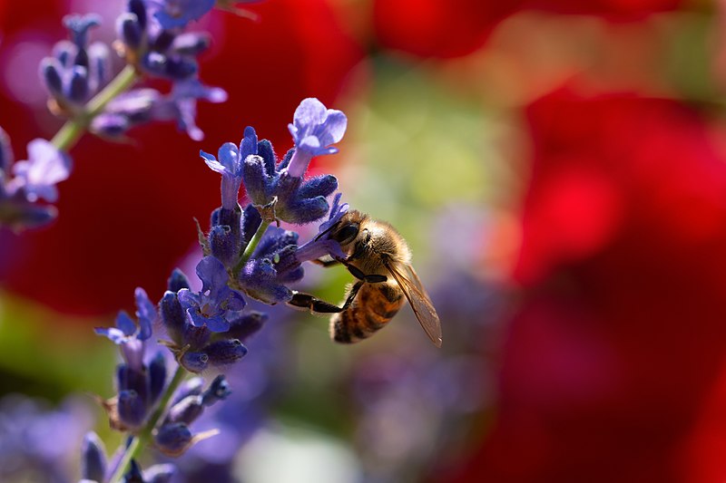 File:Apis mellifera on nepeta1.jpg