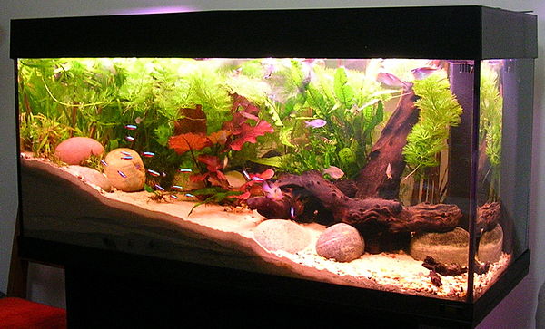 An aquascaped freshwater aquarium