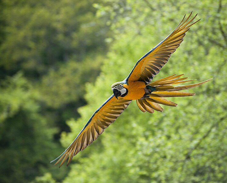 File:Ara ararauna -Zoo de Pont-Scorff, Morbihan, France-8a (2).jpg