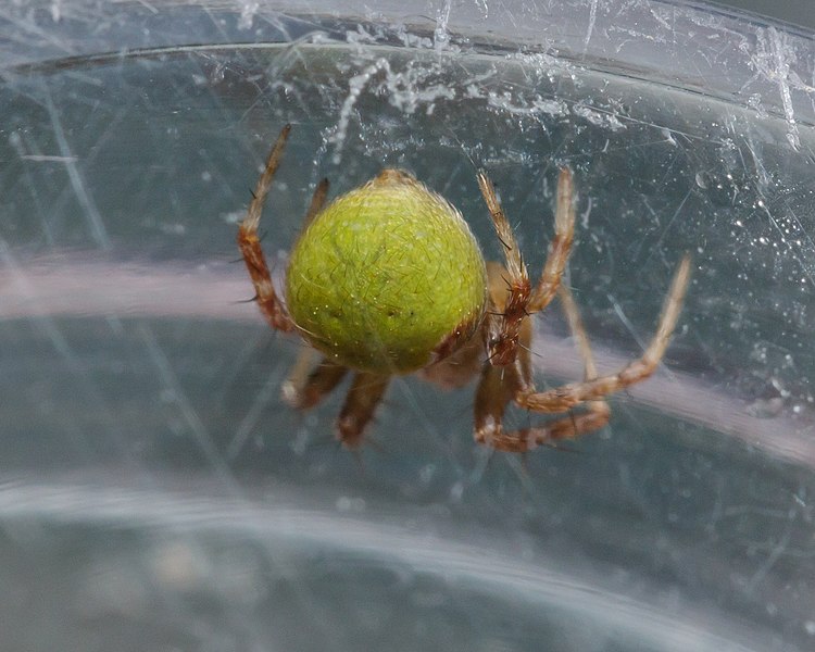 File:Araneus detrimentosus 10540378.jpg