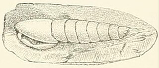 <i>Archaeocaris</i> Extinct genus of mantis shrimp