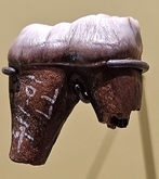 Right lower second molar (M2) of Arctodus simus, from Rancho La Brea, California. Arctodus simus molar.png