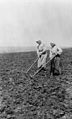 Armenian refugees from Istanbul, assisted by Near East Relief, farming in field, Rodosto, Thrace LCCN2002695439.jpg