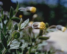 Arnica venosa (États-Unis)