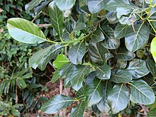 Artocarpus glaucus Darwin.jpg