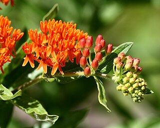 <i>Asclepias tuberosa</i> species of plant