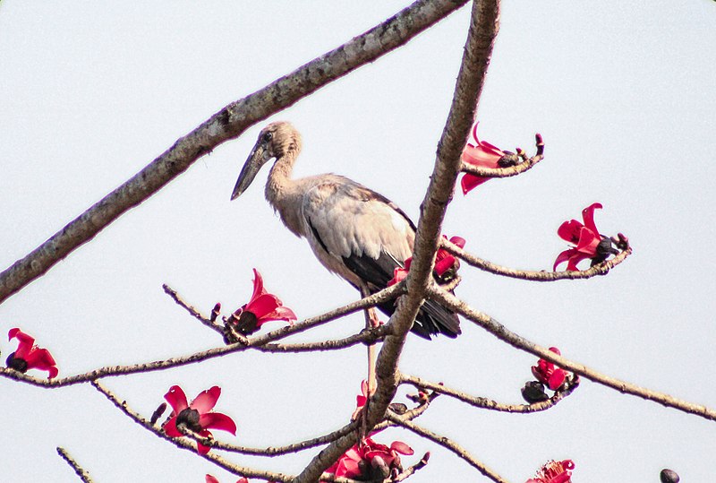 File:Asian openbill at Chitwan National Park (2).jpg