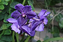 Vanda Robert's Delight Asparagales - Vanda coerulea - 1.jpg