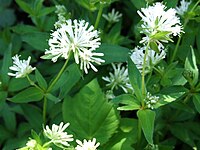 Asperula taurina