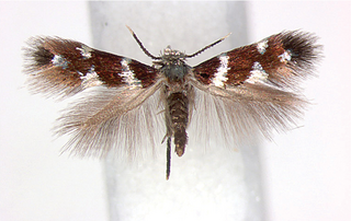 <i>Aspilanta hydrangaeella</i> Species of moth