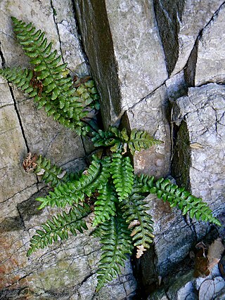 <i>Asplenium marinum</i> Species of fern in the family Aspleniaceae