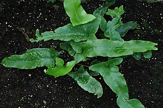 <i>Asplenium sagittatum</i> Species of plant