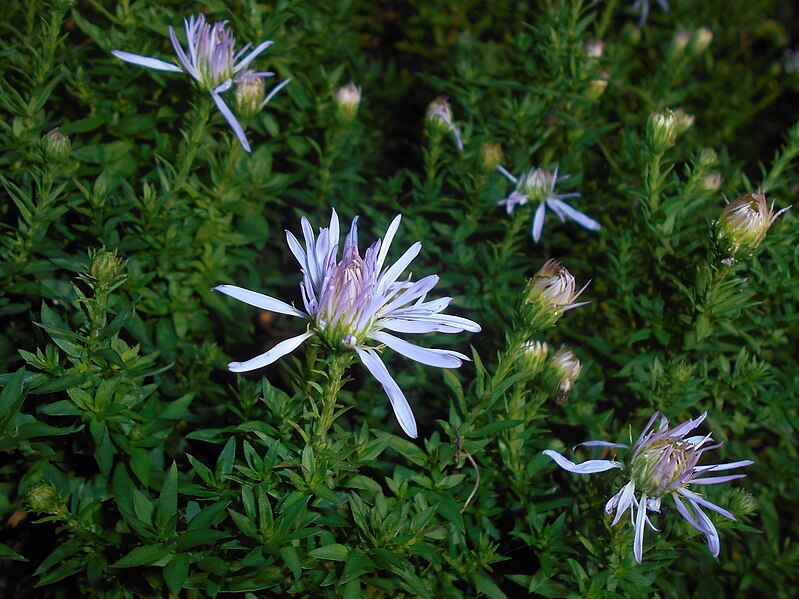 File:Aster Blaubux 2017-10-02 6941.jpg