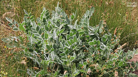 Astragalus mardinensis en mai 2012.