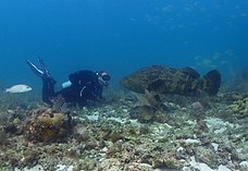 Atlantic goliath grouper AtlanticGoliathGrouper.jpg