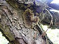 Auricularia mesenterica