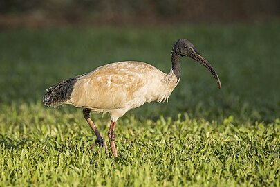 Australian ibisThreskiornis molucca