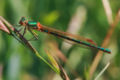 * Nomination Female Austrolestes cingulatus, by Fir0002. Arria Belli | parlami 00:14, 16 February 2008 (UTC) * Decline Too small. (Good for VI). Lycaon 08:47, 16 February 2008 (UTC)