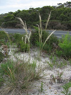 <i>Austrostipa mollis</i> Species of grass