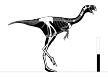 File:Avimimus_nemegtensis_skeletal.png