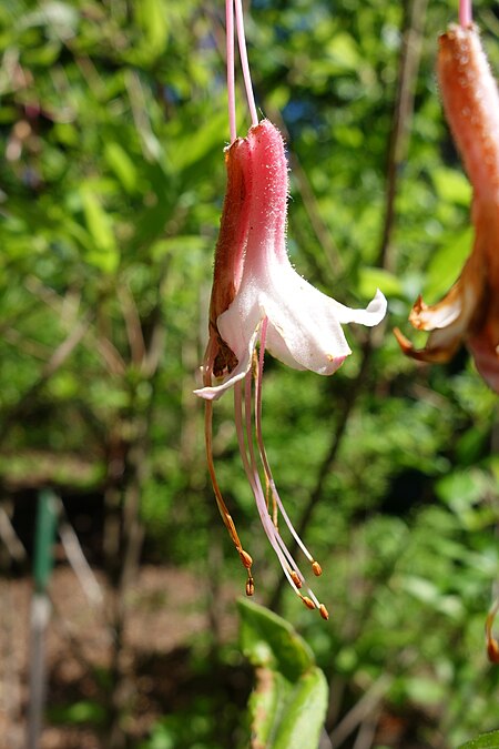 Azalea alabamensis