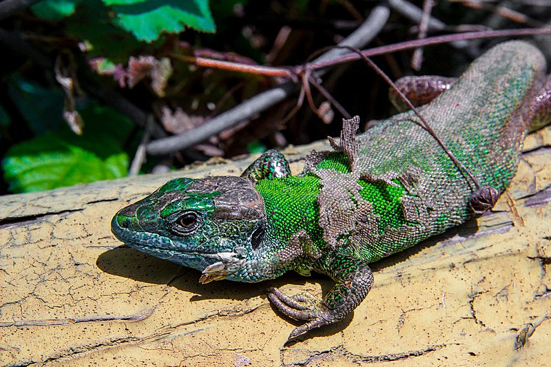 File:Balcan Green Lizard 2.JPG