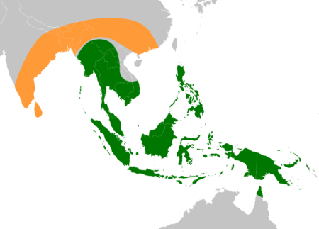 Banana ancestors (Musa acuminata and Musa balbisiana) original range.png