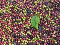 * Nomination Coffee (Coffea robusta) berries drying, Balamuri, Coorg --Tagooty 01:05, 12 February 2024 (UTC) * Promotion Good quality. --Jacek Halicki 01:25, 12 February 2024 (UTC)