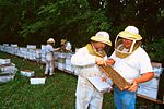 Thumbnail for Beekeeping in the United States