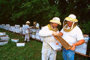 Beekeepers in Baton Rouge Beekeeping in Baton Rouge 1319001-LGPT.jpg