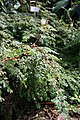 Begonia foliosa