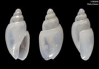 <i>Belloliva iota</i> Species of gastropod