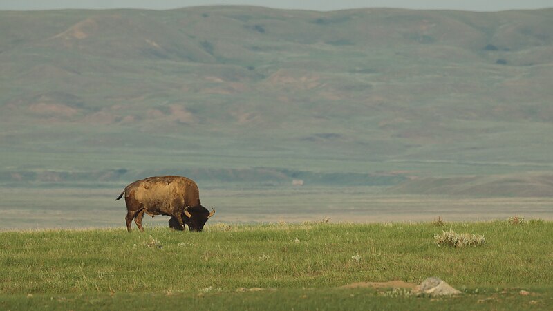 File:Bison bison bison GNP 14.jpg