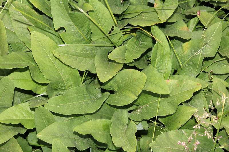 File:Bistorta officinalis - 52549889932.png