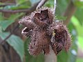 Bixa orellana seeds