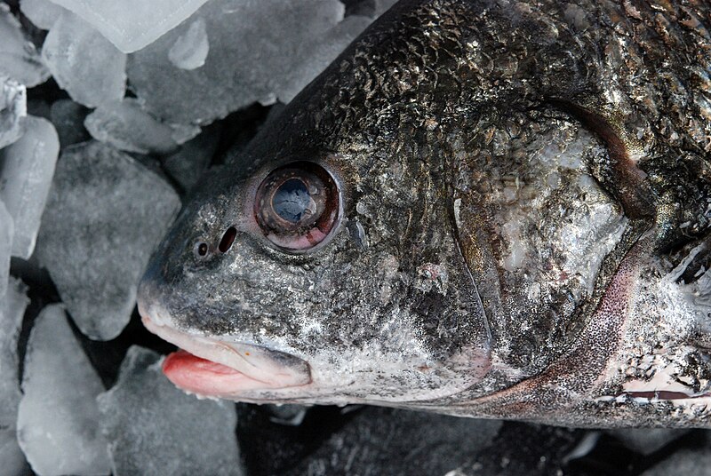 File:Black drum.jpg