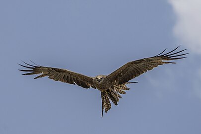 Black kite Milvus migrans affinis