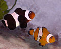 Driebandanemoonvis (Amphiprion ocellaris)